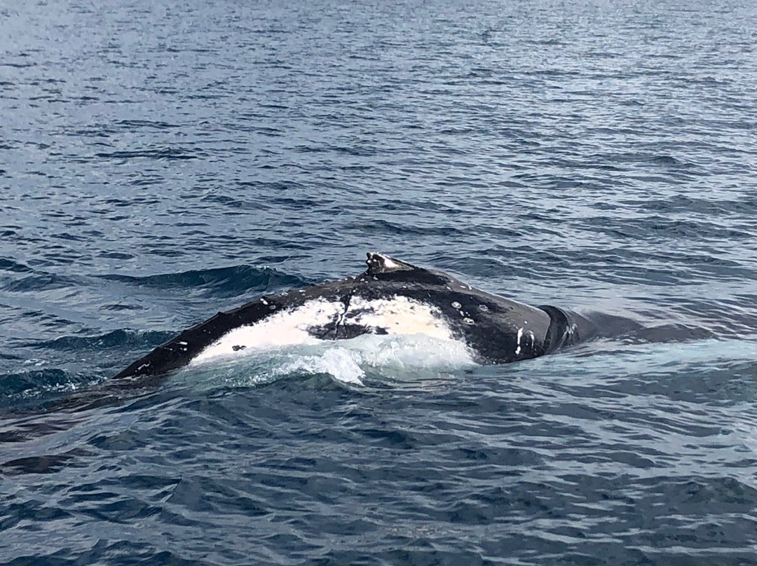 Pacific Whale Foundation Eco-Adventures Australia景点图片