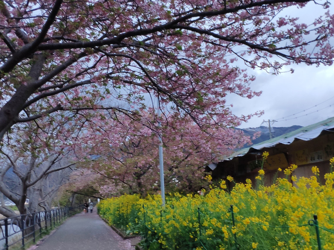 河津樱花景点图片