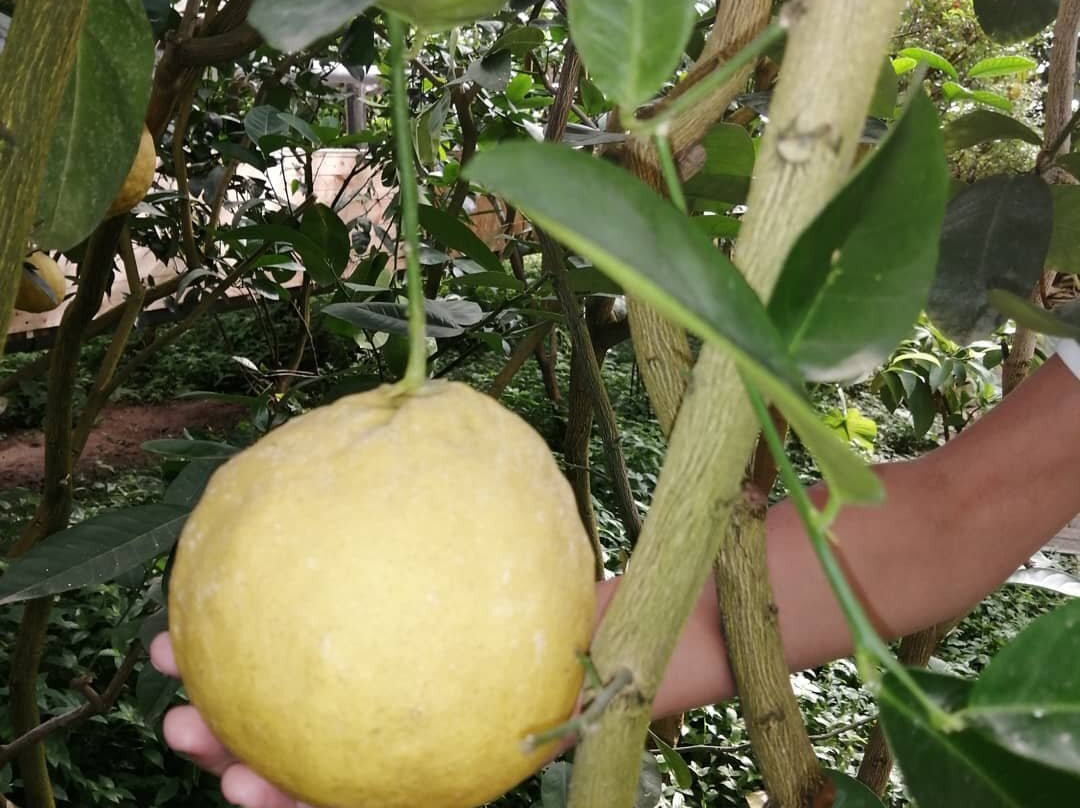 Limonariy-萨拉托夫必去景点