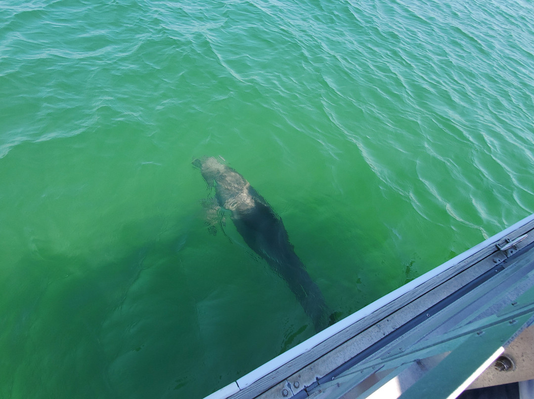 Blue Dolphin Cruises-Perdido Key必去景点