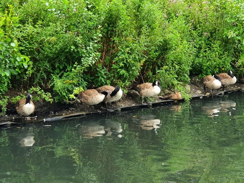 Beddington Park景点图片