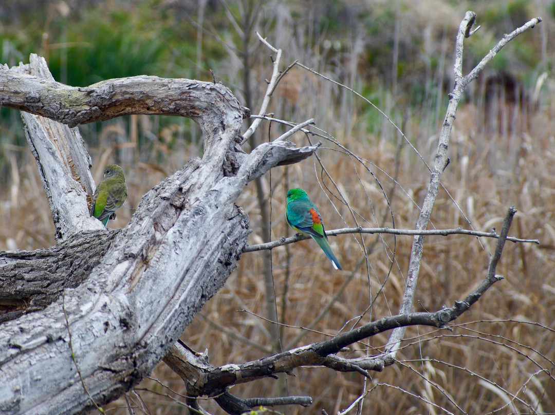 Jerrabomberra Wetland景点图片