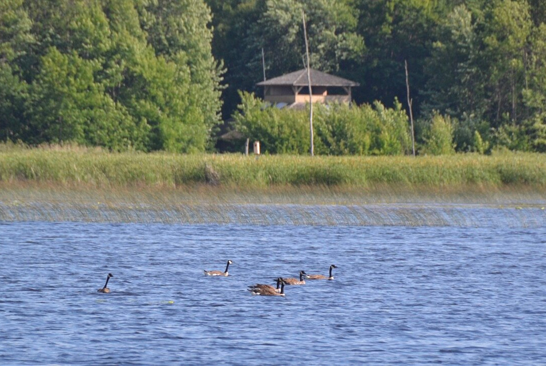 Tiny Marsh Provincial Wildlife Area景点图片