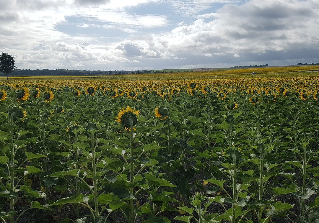 舒勒住宅酒店主图