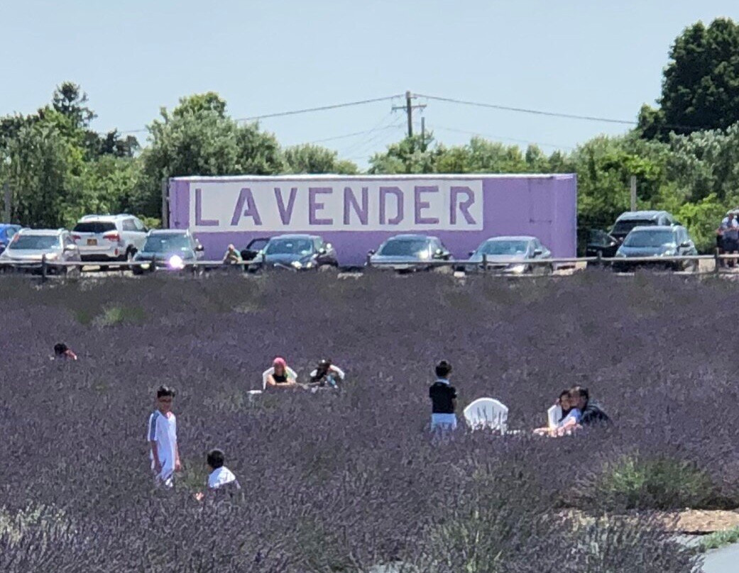 Lavender By the Bay景点图片