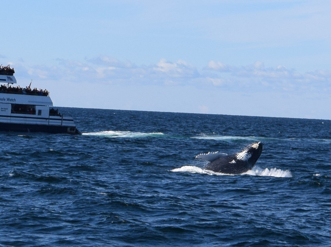Newburyport Whale Watch景点图片