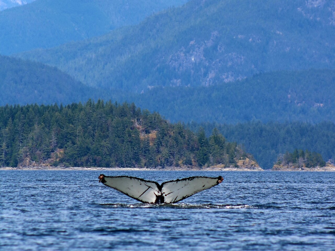 Campbell River Whale Watching and Adventure Tours-坎贝尔里弗必去景点