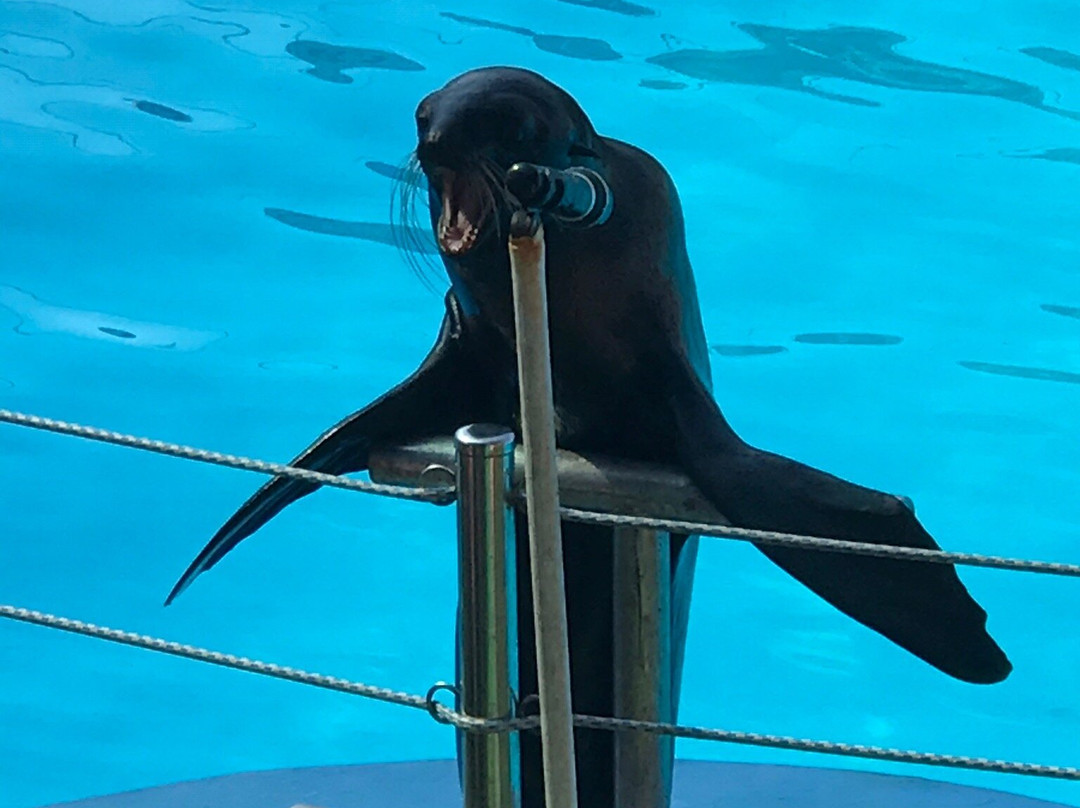 Adler Dolphinarium-索契必去景点