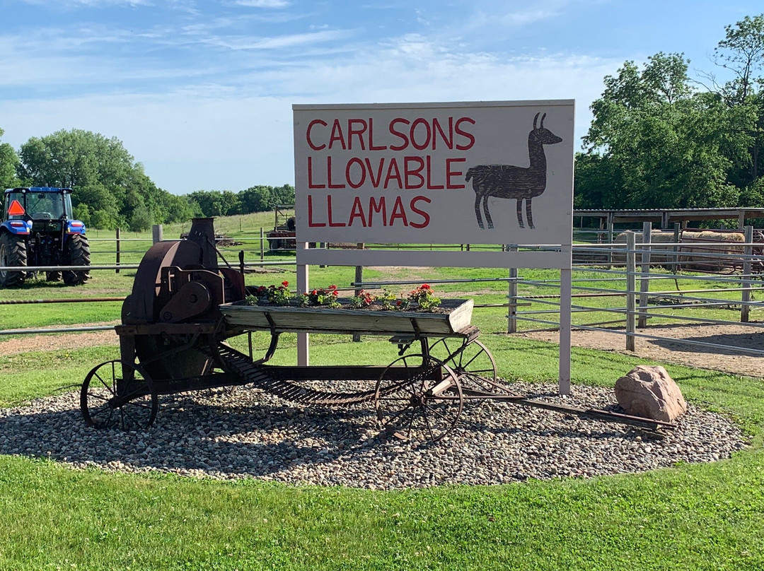 Carlson's Lovable Llamas景点图片