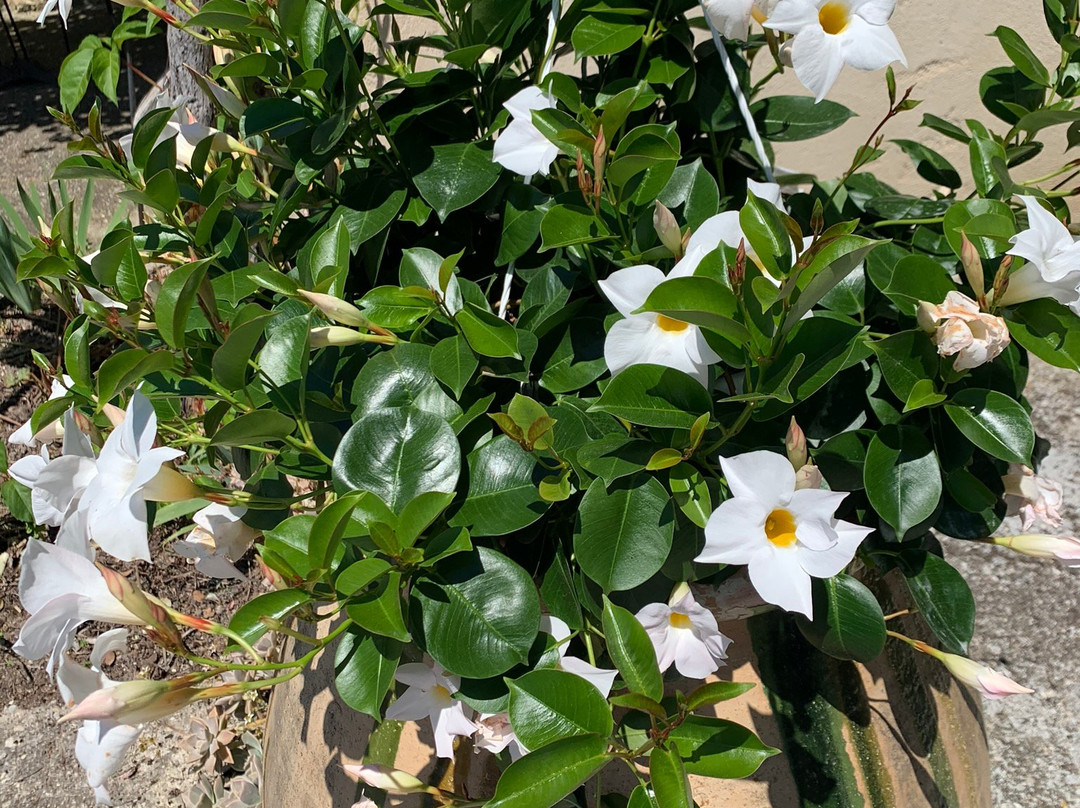 Domaine la Condamine主图