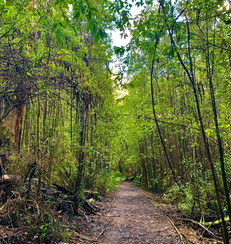 Mason Falls Picnic Ground-Kinglake必去景点