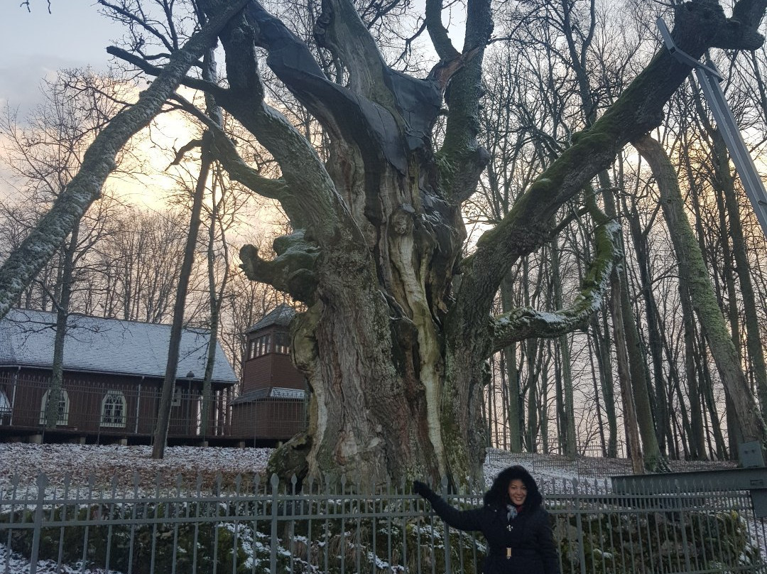 Stelmuze Oak Tree-Stelmuze必去景点