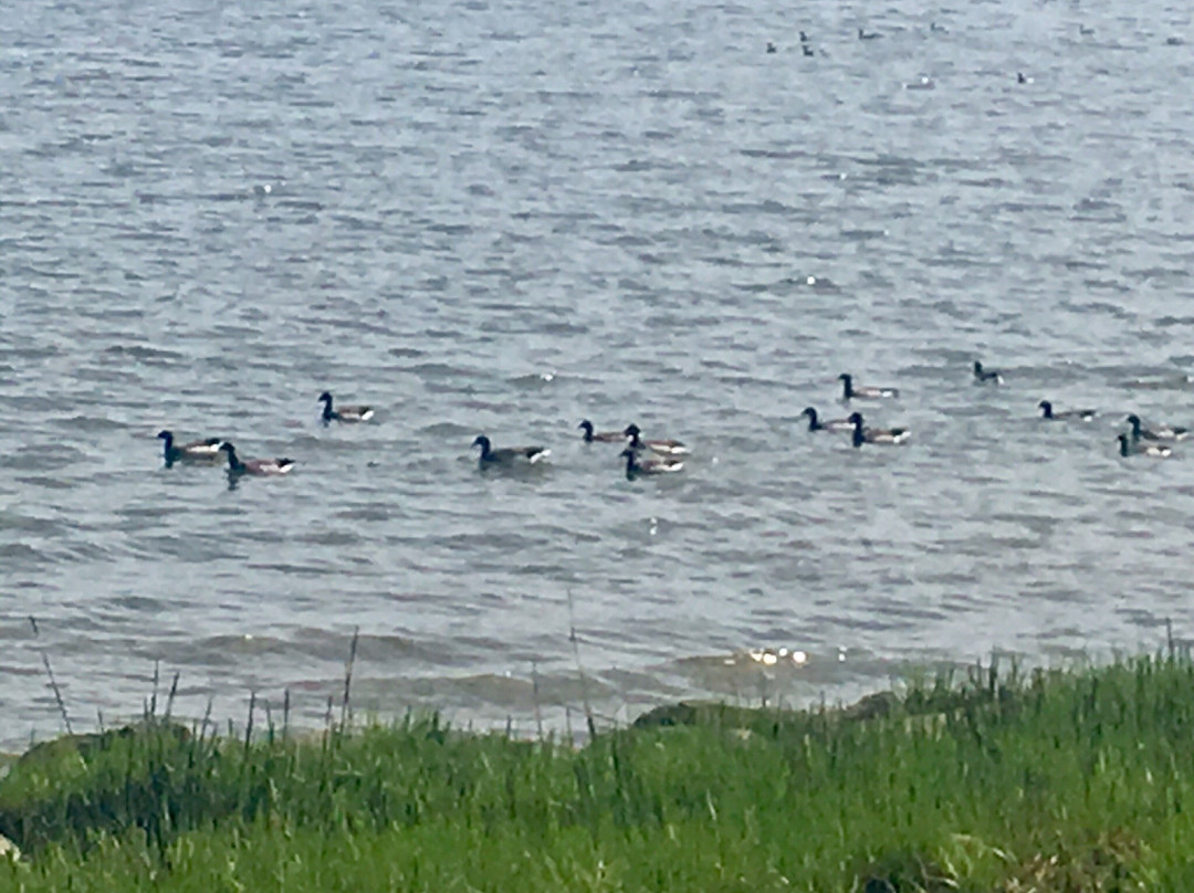 Veteran's Memorial Park and Marina-诺沃克必去景点