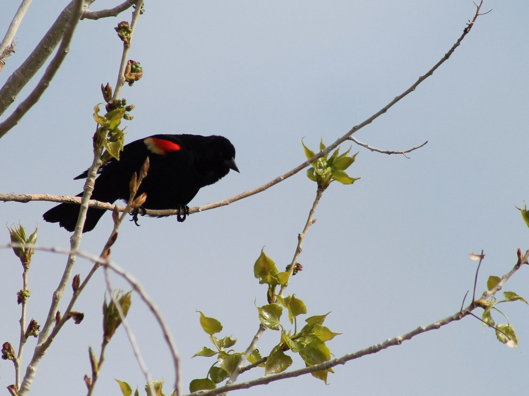 Pineridge Natural Area-科林斯堡必去景点