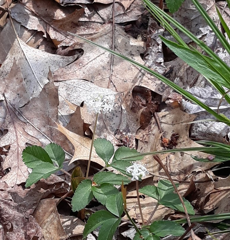 Brincka Cross Gardens-密歇根城必去景点