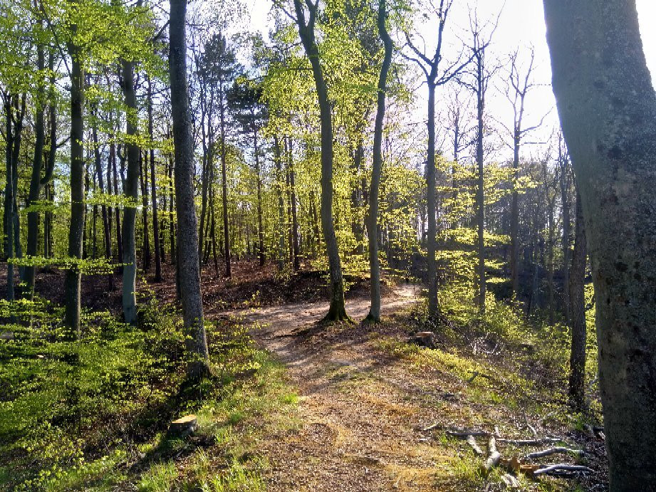 Trojmiejski Landscape Park景点图片
