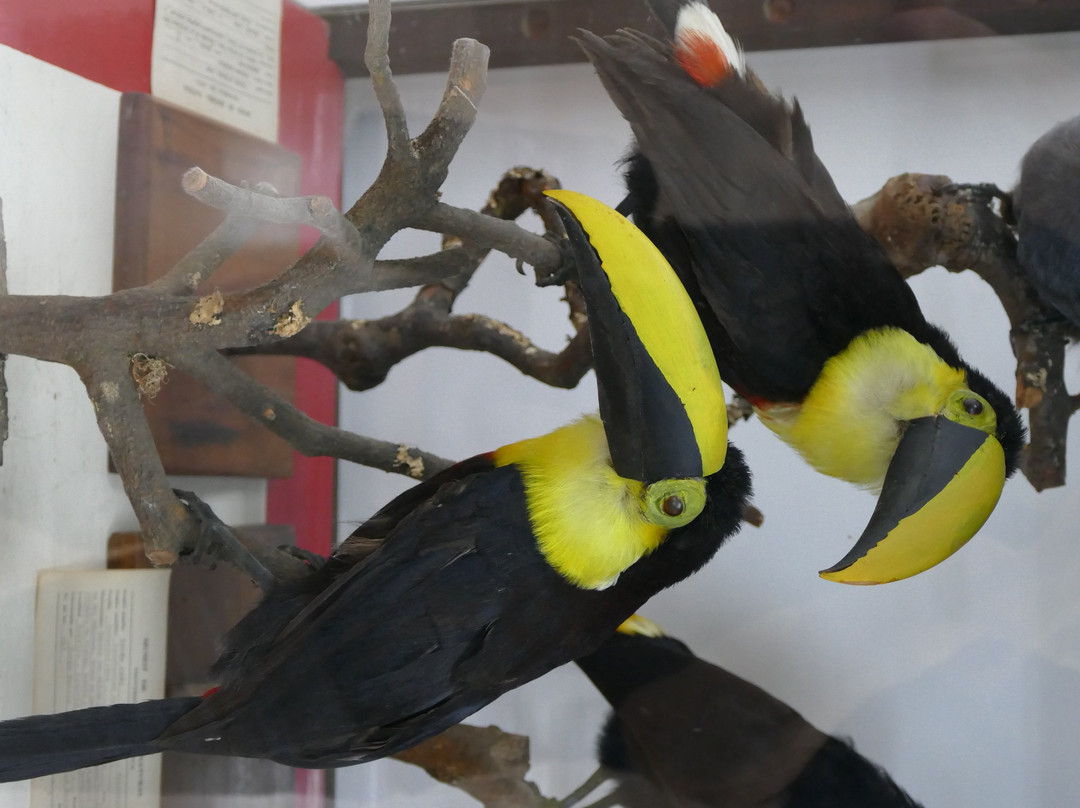 Museo de Historia Natural景点图片