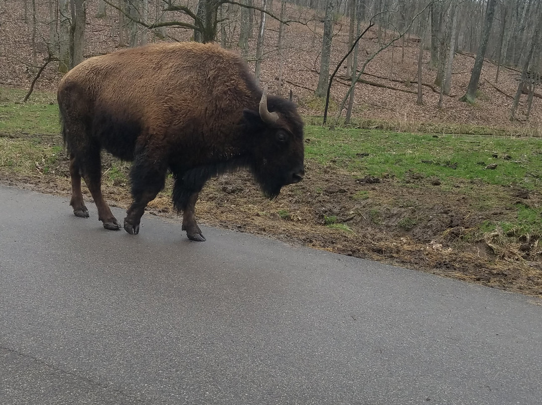 Lone Elk Park-圣路易斯必去景点