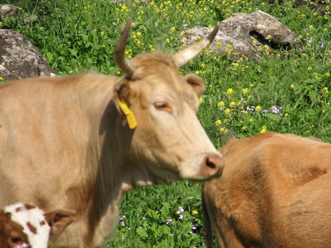 Gamla Farm-Ma'ale Gamla必去景点
