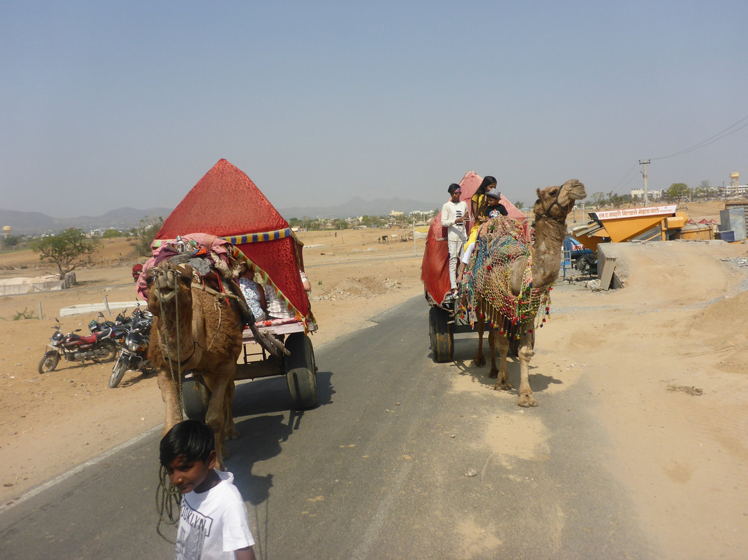 Pushkar Camel Safari-普希卡必去景点