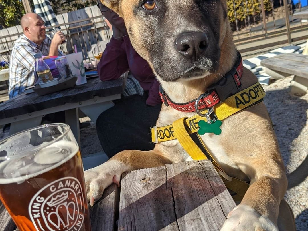 King Canary Brewing Company