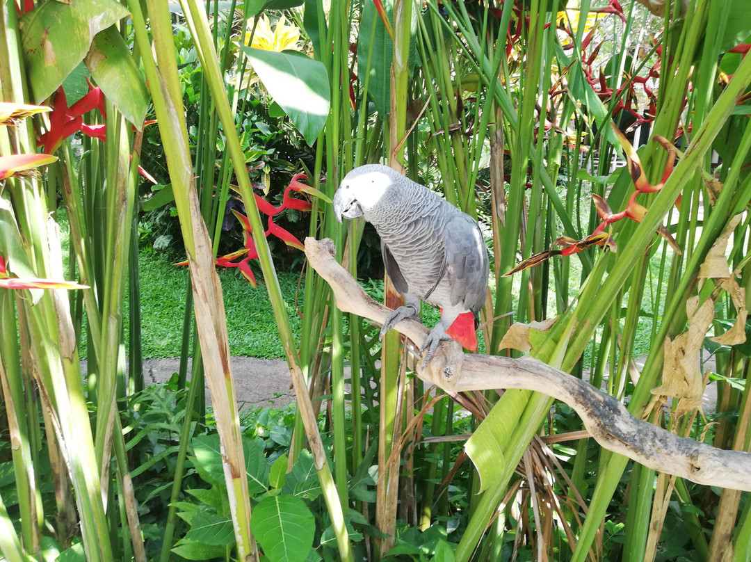 巴厘岛鸟园景点图片
