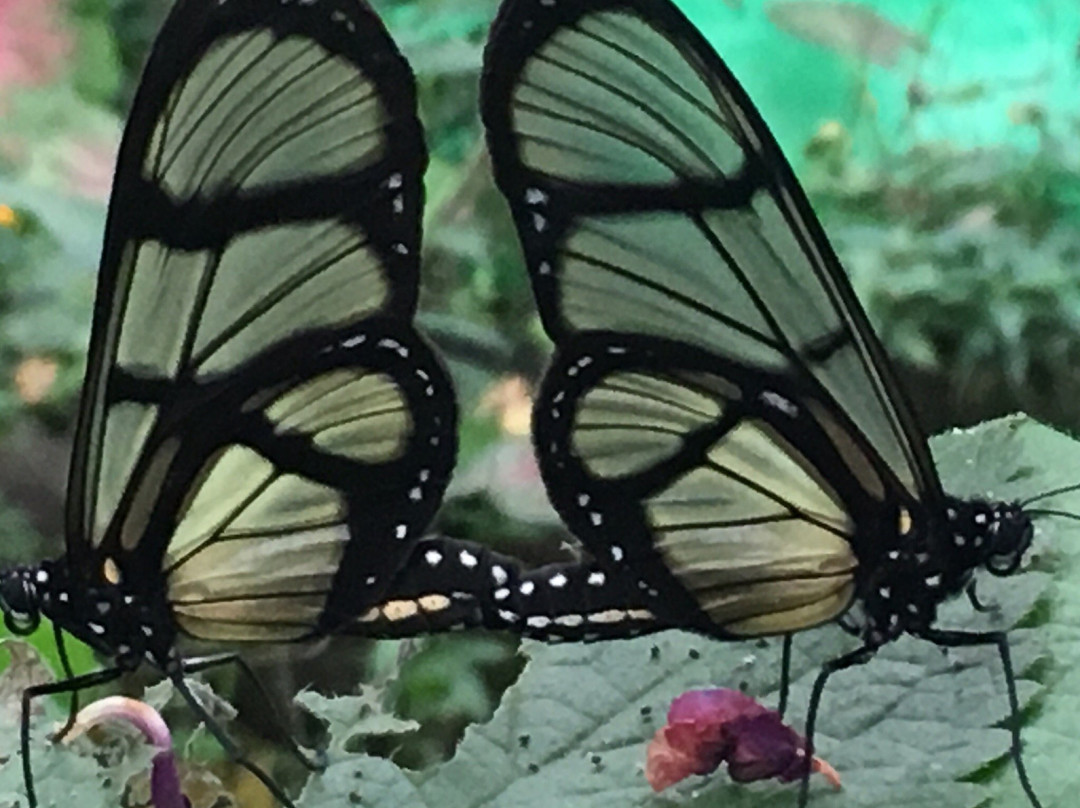 Nathaly Butterfly Garden-明多必去景点