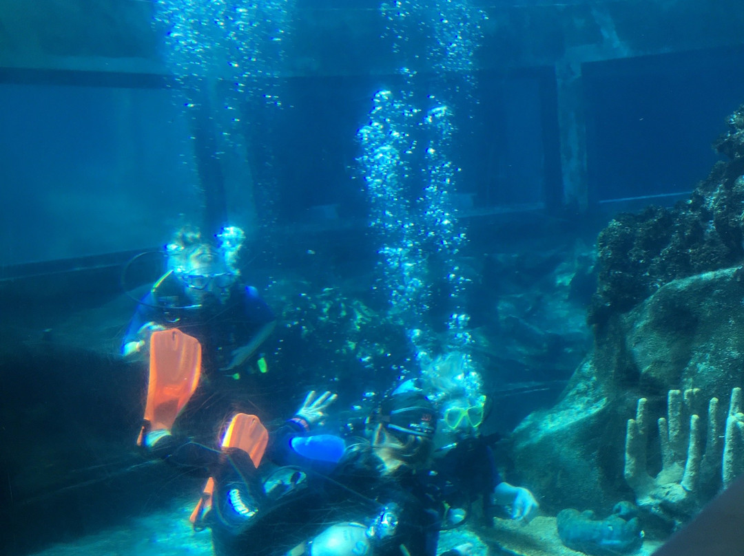 Shark Tank Scuba-威玛纳诺必去景点