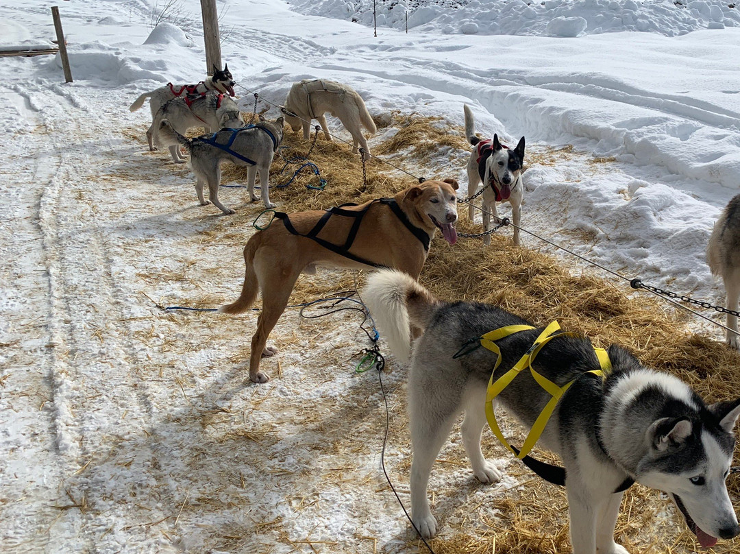 Golden Dog Sled Adventures-戈尔登必去景点