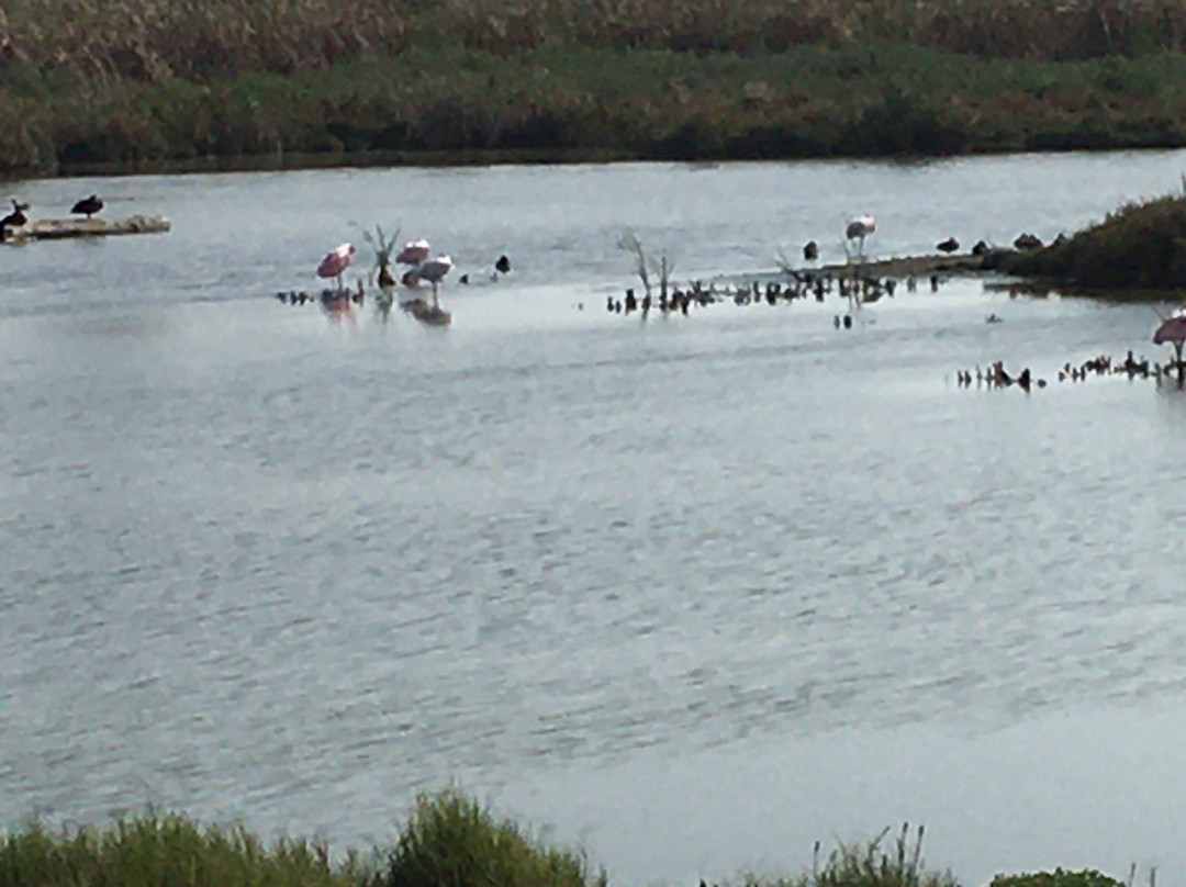South Padre Island Convention Centre-南帕诸岛必去景点