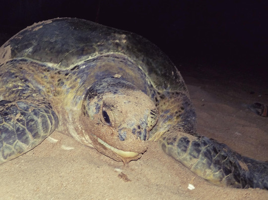 Turtle Beach Karachi