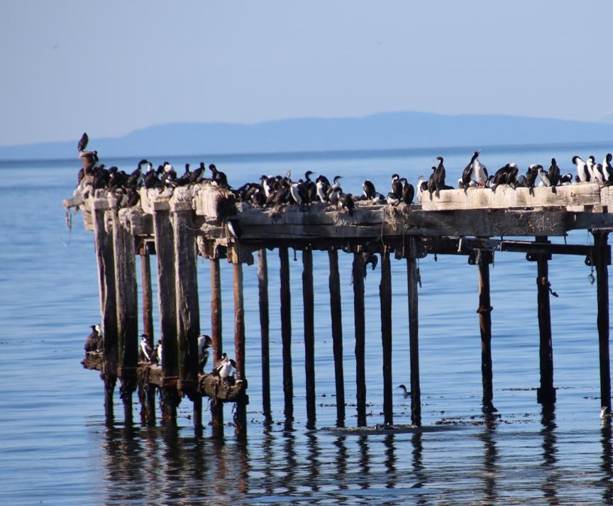 Costanera de Punta Arenas景点图片