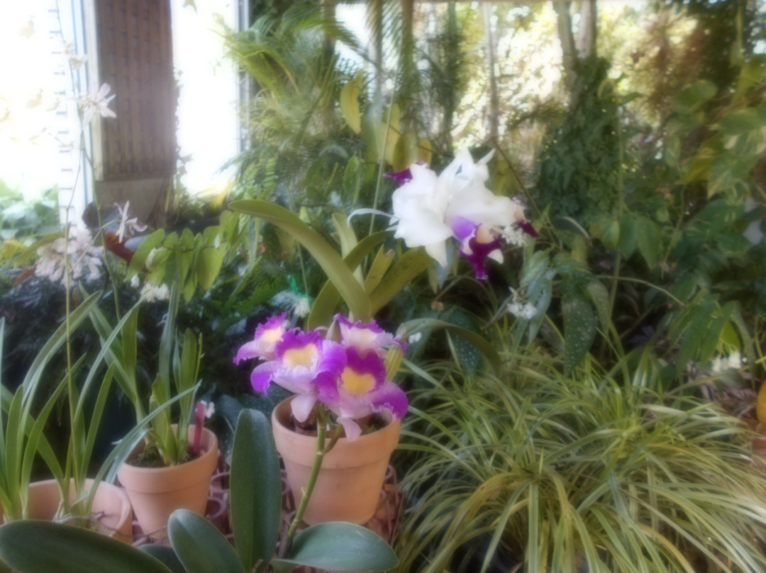 Toyam Prefecture Flower Center景点图片