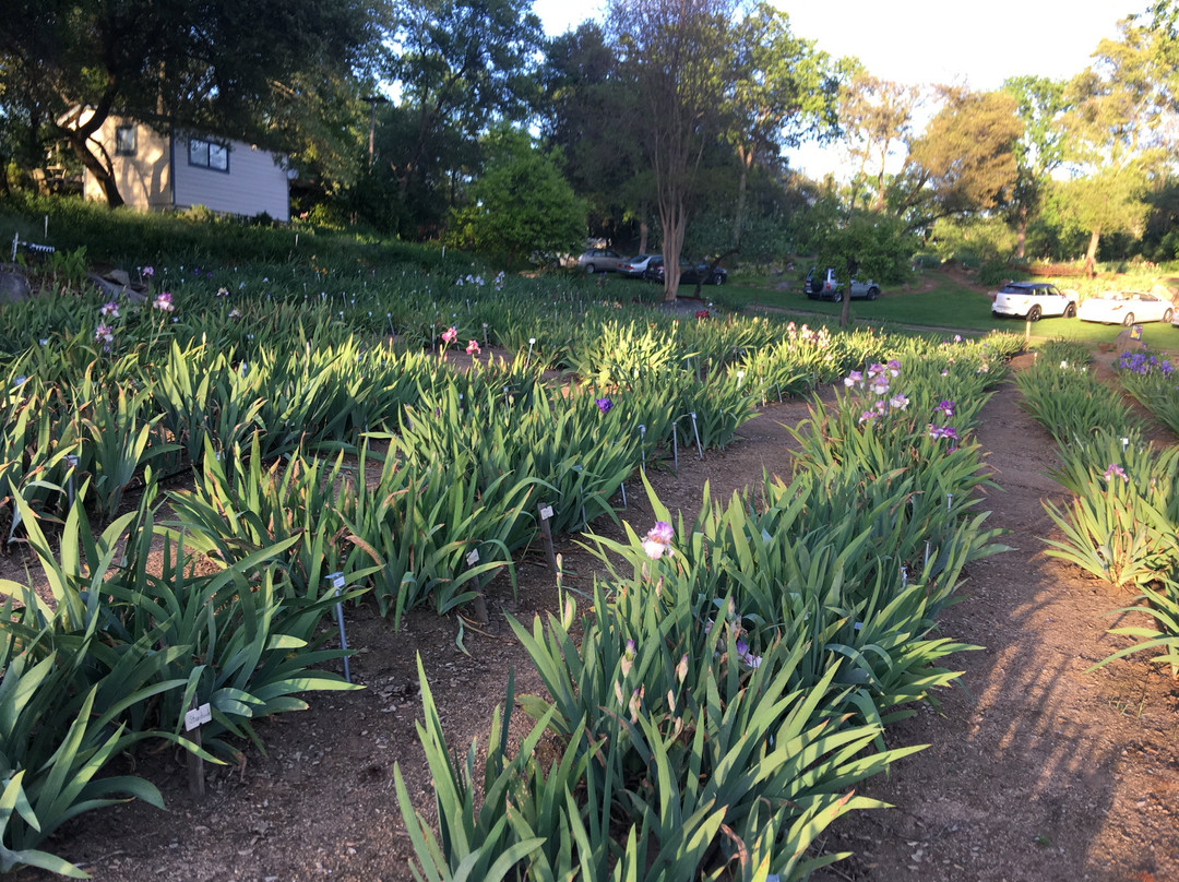 Horton Iris Garden景点图片