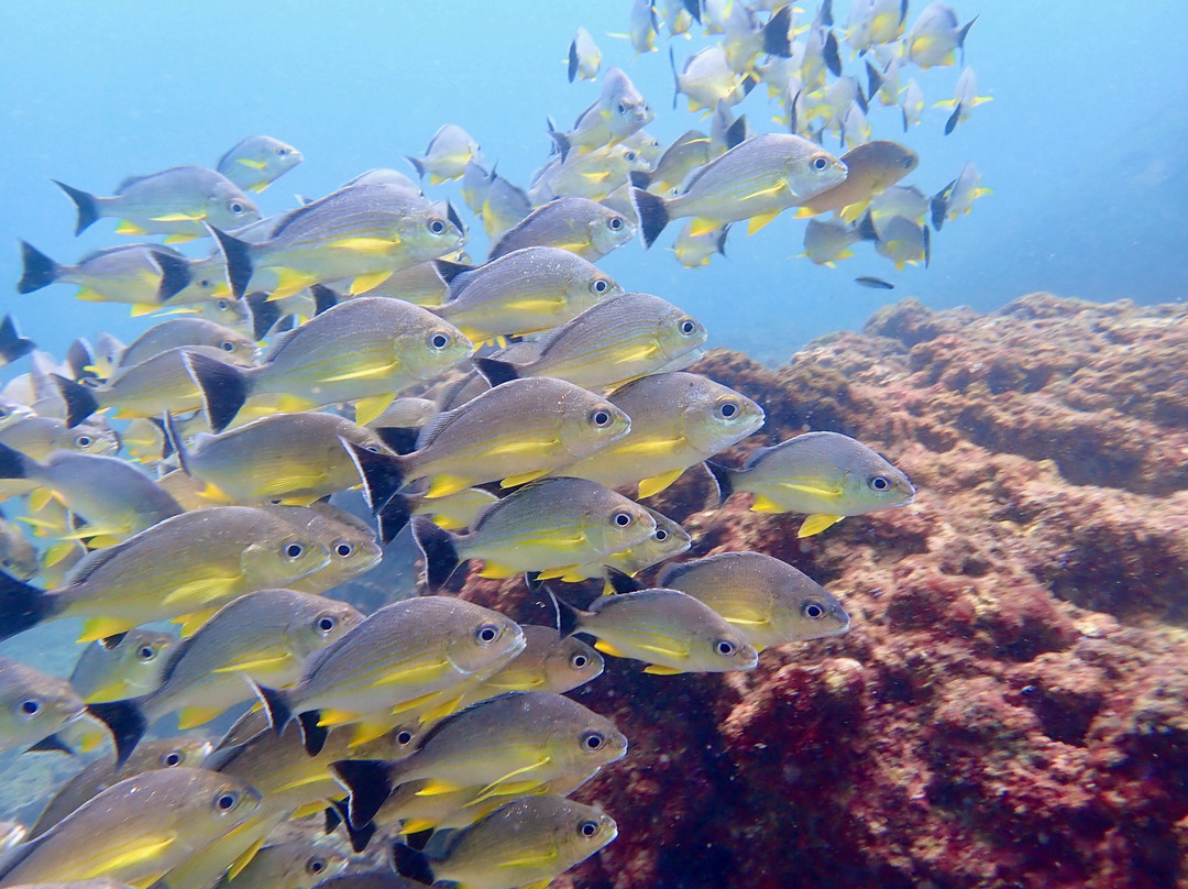 Dive Seenigama Dive Lanka-希克杜沃必去景点