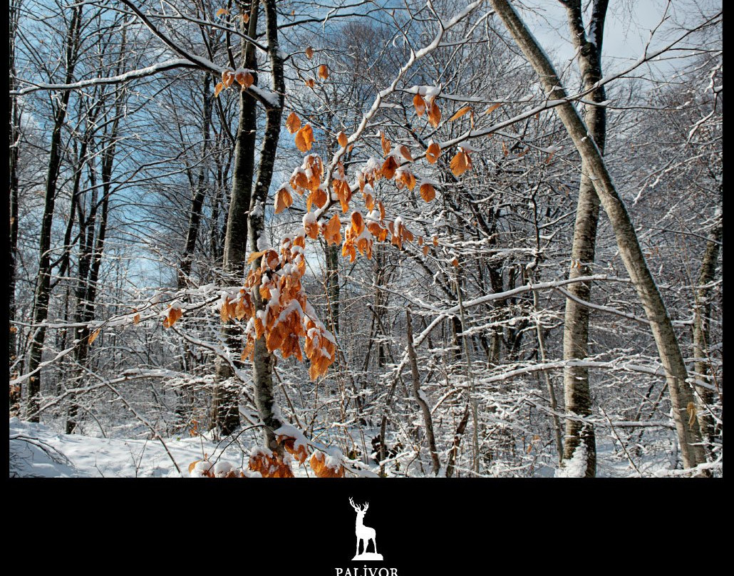 Palivor Ciftligi主图