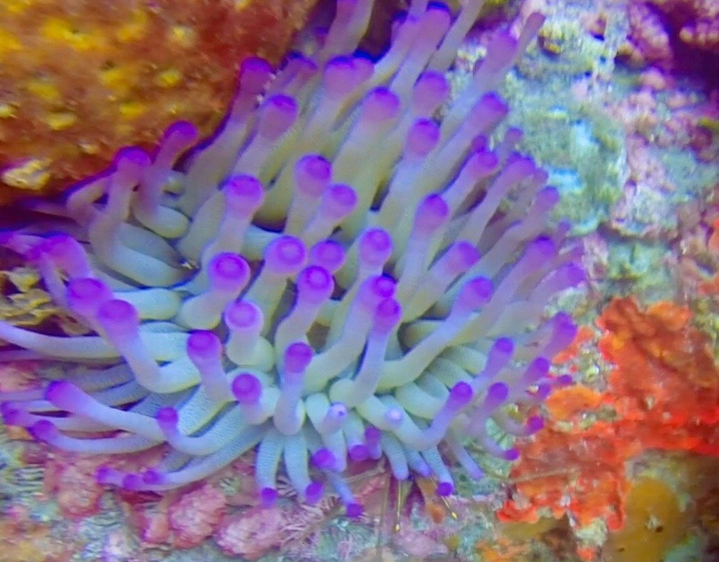 Golden Rock Dive Center-圣尤斯泰希厄斯岛必去景点