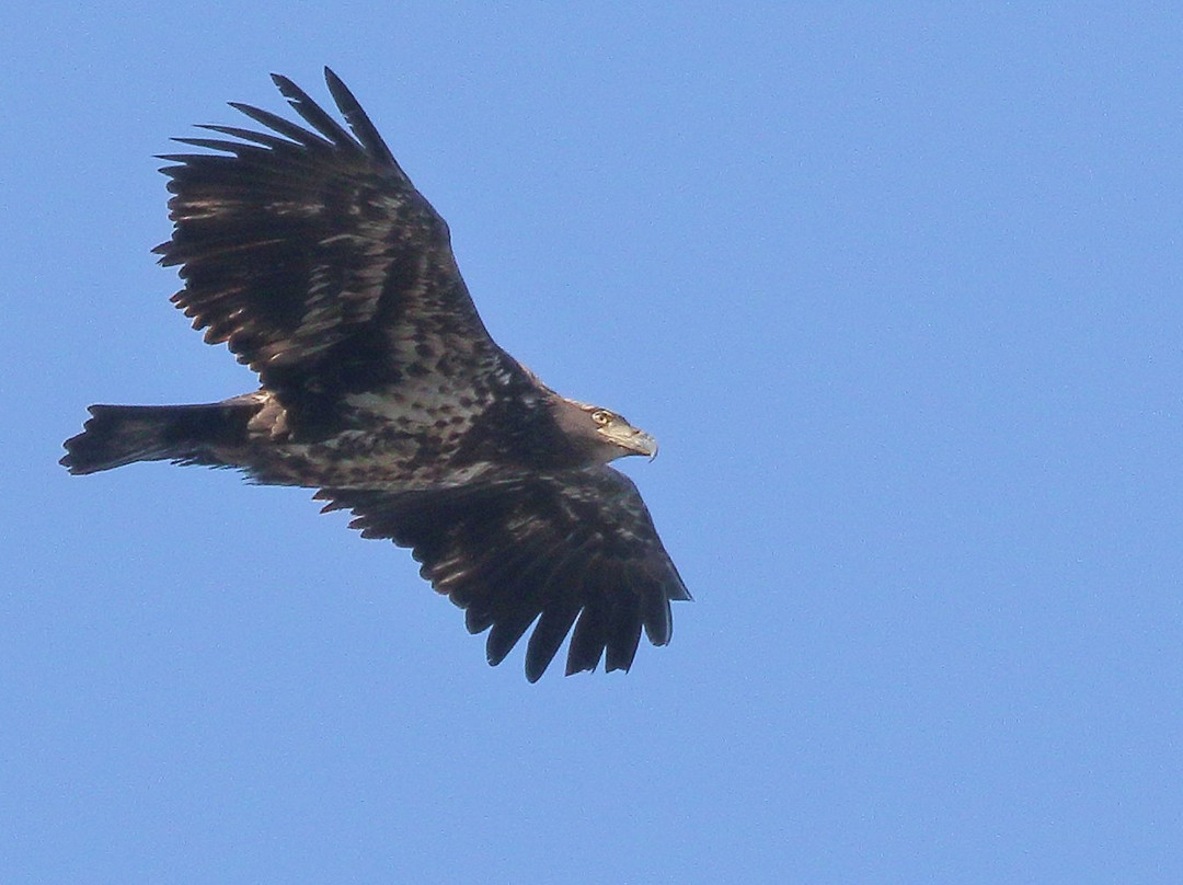Conowingo Dam景点图片