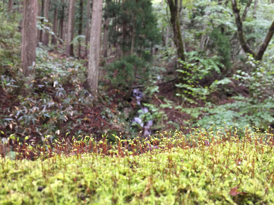 Wakasugi Natural Forest景点图片