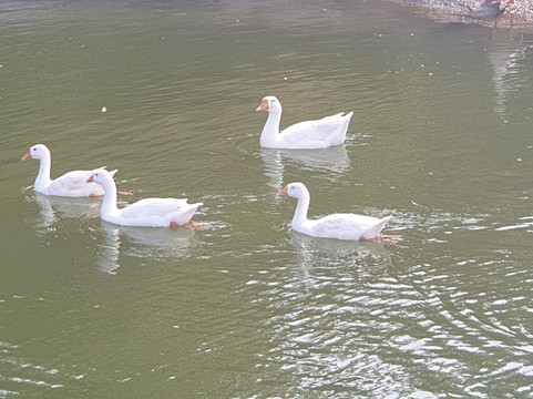 The Upper Deck 度假村主图