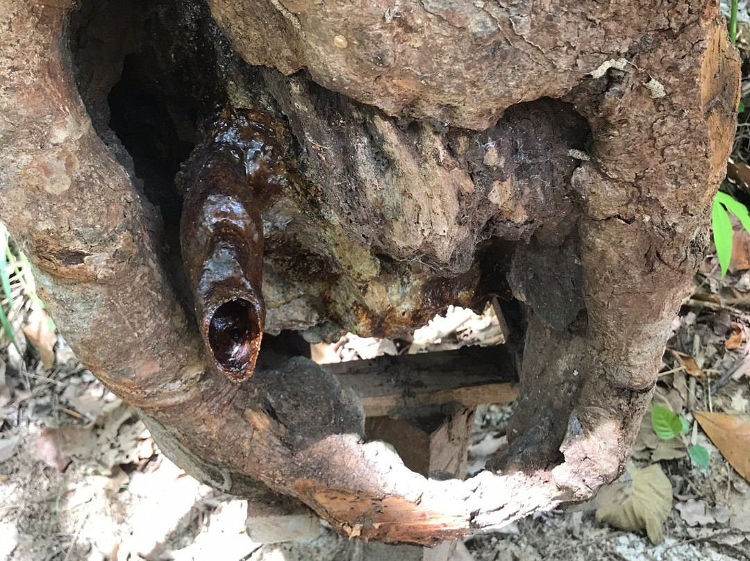 Gombizau Honey Bee Farm-古达必去景点