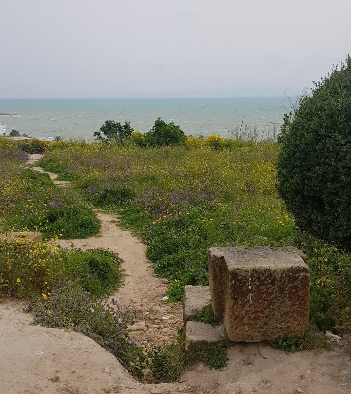 La Basilique De Saint Cyprien-迦太基必去景点