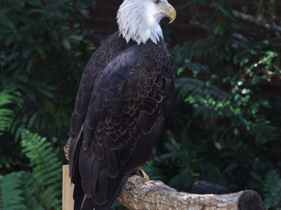 Audubon Center for Birds of Prey景点图片
