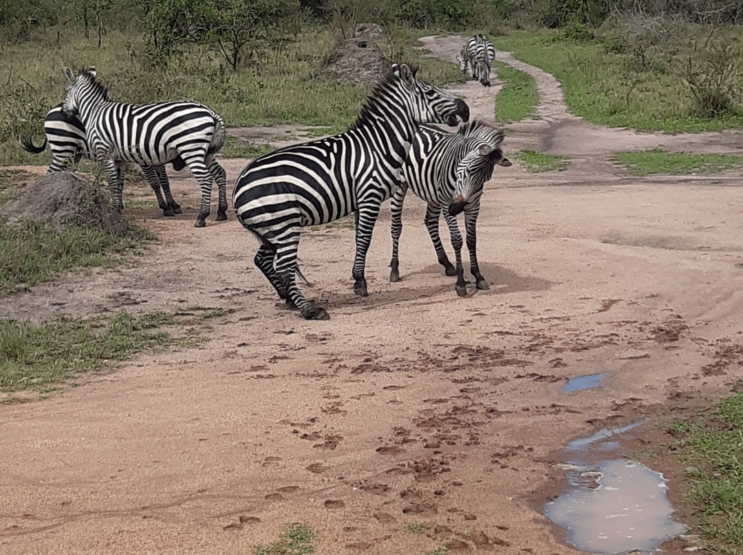 Lake Mburo National Park-Mbarara必去景点