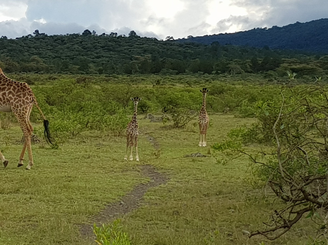 Jema Safaris-阿鲁沙必去景点