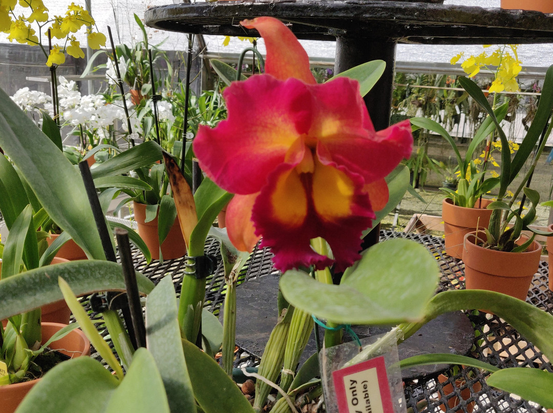 R.F. Orchids-霍姆斯特德必去景点