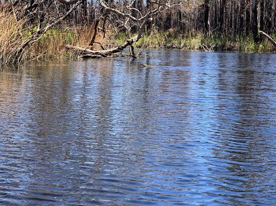 Kanu Kapers Australia Noosa Everglades Kayak Day Tours-努沙必去景点