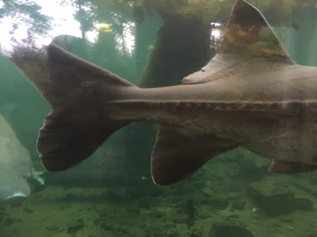 Sturgeon Viewing Pond and Interpretive Center-Cascade Locks必去景点