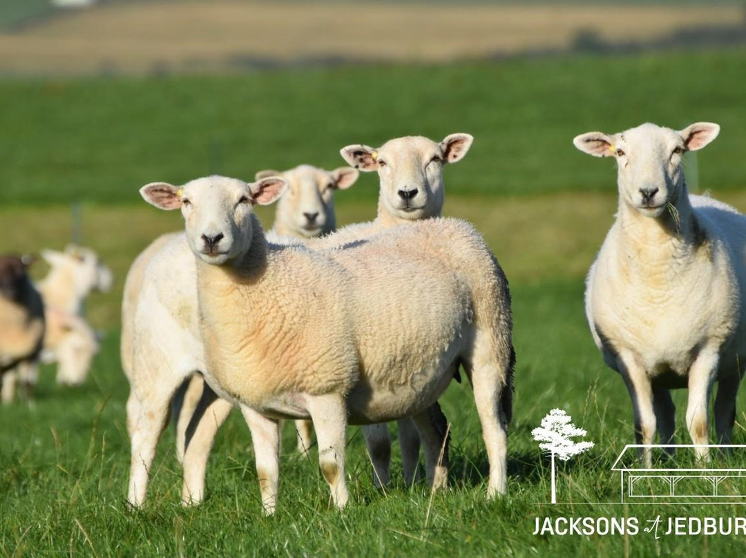 Jacksons at Jedburgh-Jedburgh必去景点