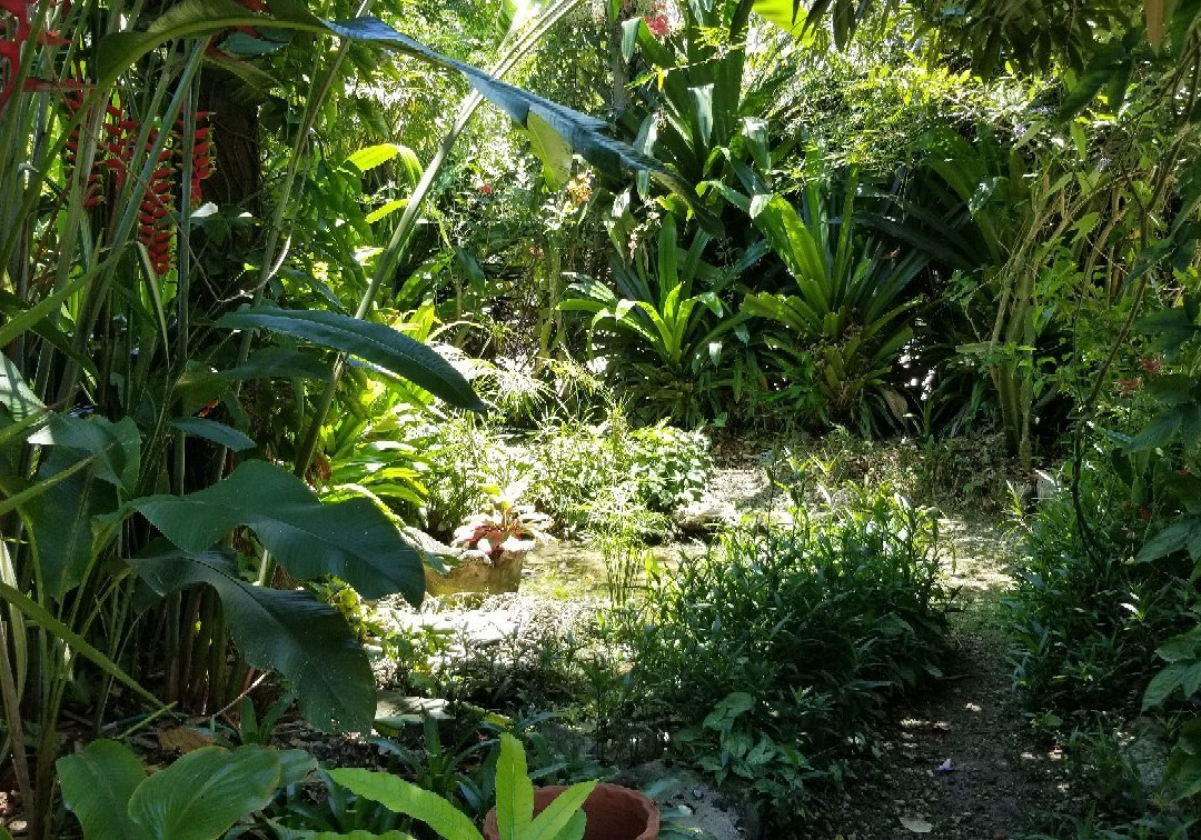 Barney's Flower & Hummingbird Garden Jamaica景点图片